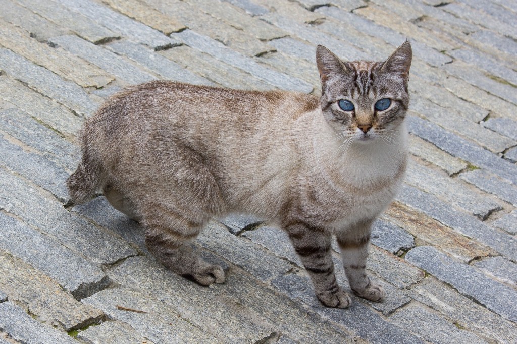 American Bobtail Cat