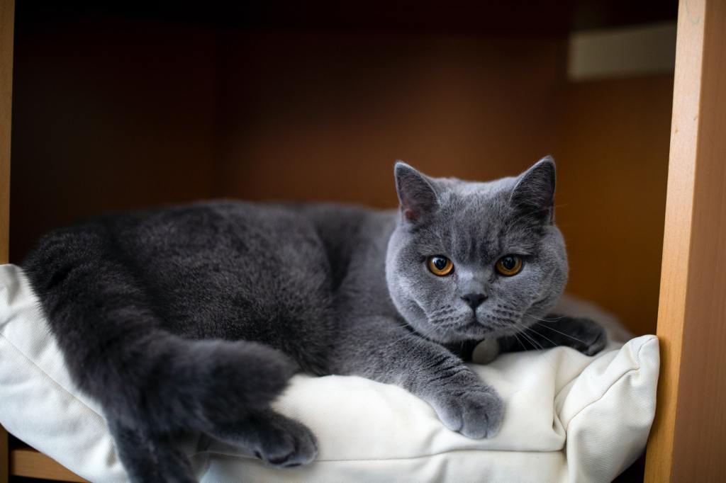 British Shorthair