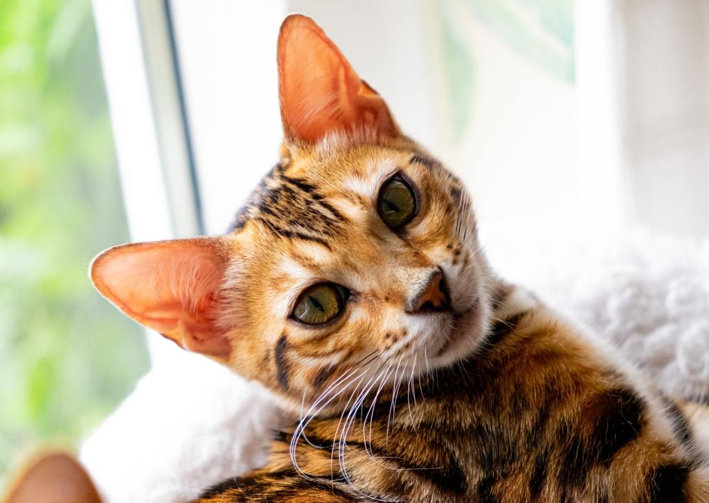 Bengal cat