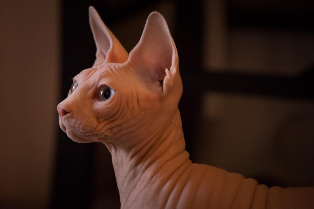 Sphynx Cat